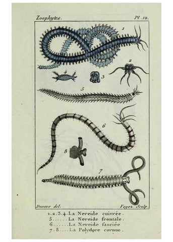 Reproducción/Reproduction 26928949779: Atlas des zoophytes :. Paris :Roret, libraire rue Hautefeuille, au coin de celle du battoir,[18--]. 