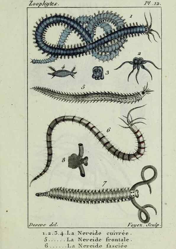 Reproducción/Reproduction 26928949779: Atlas des zoophytes :. Paris :Roret, libraire rue Hautefeuille, au coin de celle du battoir,[18--]. 