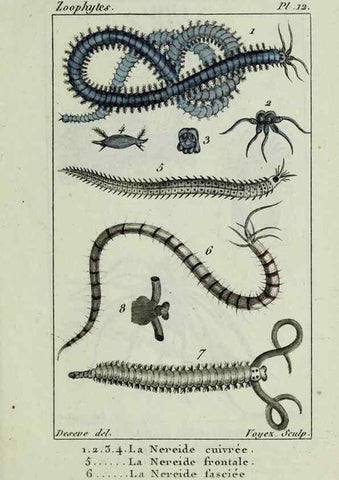 Reproducción/Reproduction 26928949779: Atlas des zoophytes :. Paris :Roret, libraire rue Hautefeuille, au coin de celle du battoir,[18--]. 
