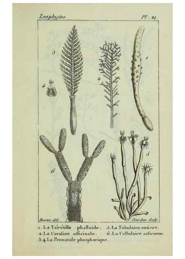 Reproducción/Reproduction 38704800181: Atlas des zoophytes :. Paris :Roret, libraire rue Hautefeuille, au coin de celle du battoir,[18--]. 