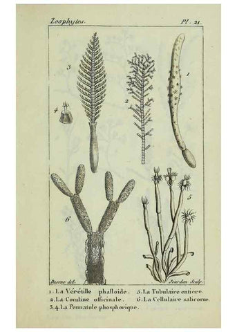 Reproducción/Reproduction 38704800181: Atlas des zoophytes :. Paris :Roret, libraire rue Hautefeuille, au coin de celle du battoir,[18--]. 