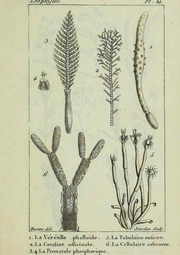 Reproducción/Reproduction 38704800181: Atlas des zoophytes :. Paris :Roret, libraire rue Hautefeuille, au coin de celle du battoir,[18--]. 