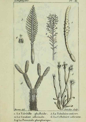 Reproducción/Reproduction 38704800181: Atlas des zoophytes :. Paris :Roret, libraire rue Hautefeuille, au coin de celle du battoir,[18--]. 