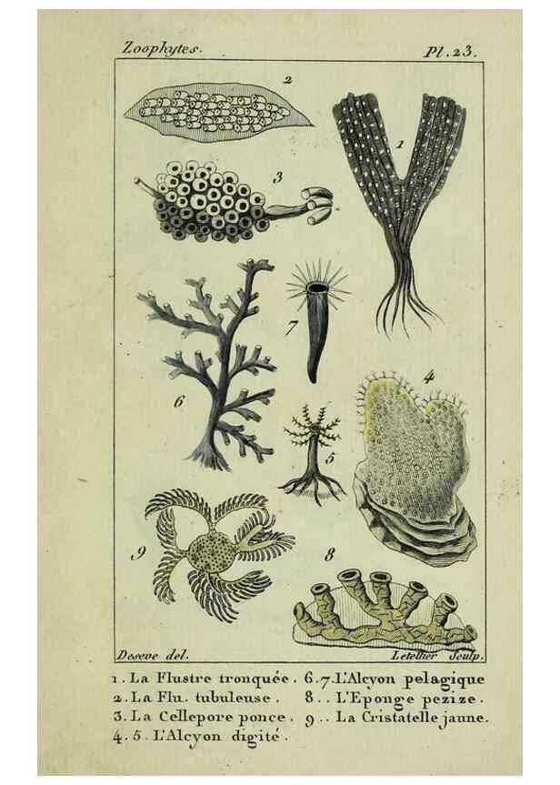 Reproducción/Reproduction 38704803261: Atlas des zoophytes :. Paris :Roret, libraire rue Hautefeuille, au coin de celle du battoir,[18--]. 