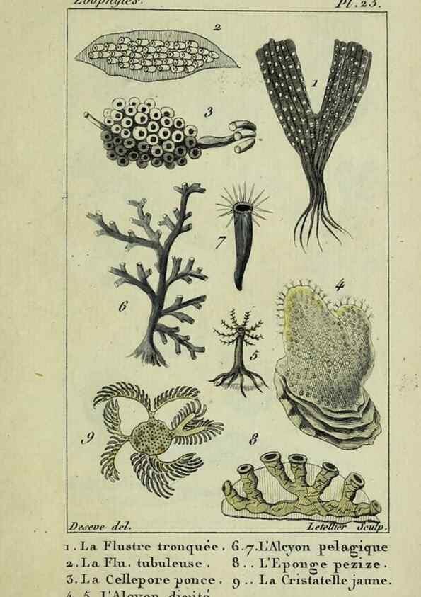 Reproducción/Reproduction 38704803261: Atlas des zoophytes :. Paris :Roret, libraire rue Hautefeuille, au coin de celle du battoir,[18--]. 