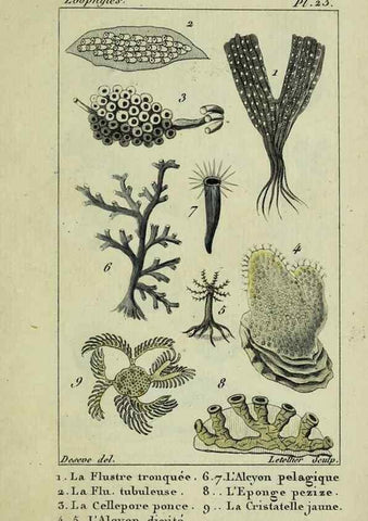 Reproducción/Reproduction 38704803261: Atlas des zoophytes :. Paris :Roret, libraire rue Hautefeuille, au coin de celle du battoir,[18--]. 