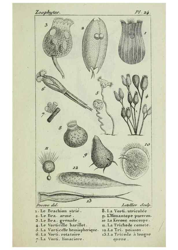 Reproducción/Reproduction 37987109864: Atlas des zoophytes :. Paris :Roret, libraire rue Hautefeuille, au coin de celle du battoir,[18--]. 