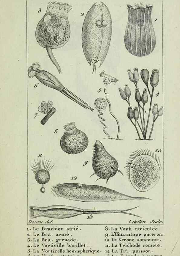 Reproducción/Reproduction 37987109864: Atlas des zoophytes :. Paris :Roret, libraire rue Hautefeuille, au coin de celle du battoir,[18--]. 