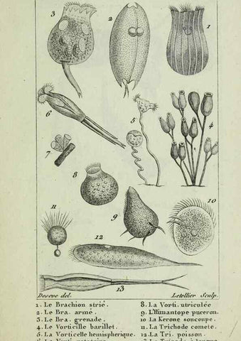 Reproducción/Reproduction 37987109864: Atlas des zoophytes :. Paris :Roret, libraire rue Hautefeuille, au coin de celle du battoir,[18--]. 