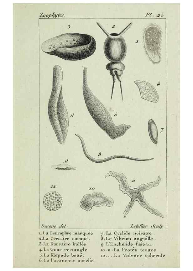 Reproducción/Reproduction 37987113264: Atlas des zoophytes :. Paris :Roret, libraire rue Hautefeuille, au coin de celle du battoir,[18--]. 