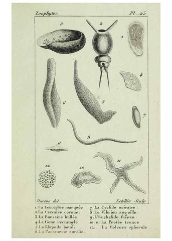 Reproducción/Reproduction 37987113264: Atlas des zoophytes :. Paris :Roret, libraire rue Hautefeuille, au coin de celle du battoir,[18--]. 