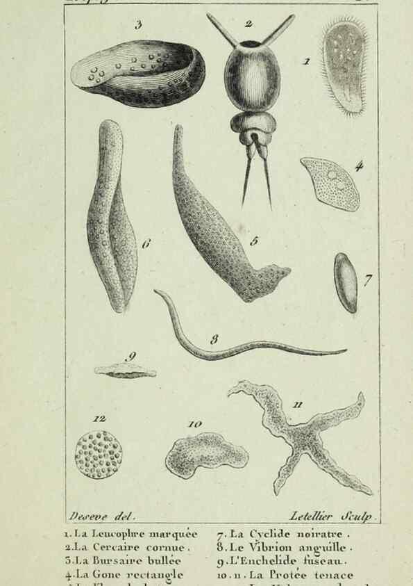 Reproducción/Reproduction 37987113264: Atlas des zoophytes :. Paris :Roret, libraire rue Hautefeuille, au coin de celle du battoir,[18--]. 