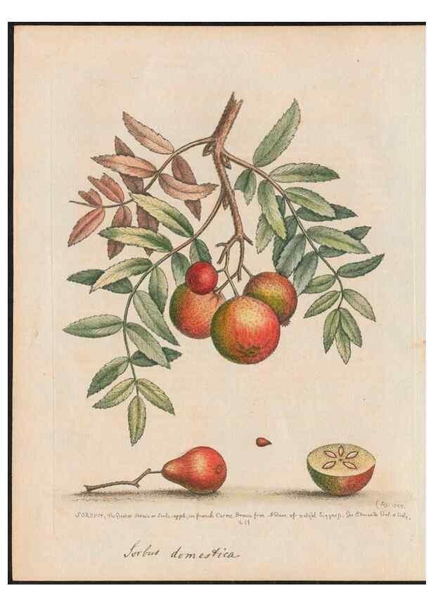 Reproducción/Reproduction 38651597256: Gleanings of natural history, exhibiting figures of quadrupeds, birds, insects, plants &c.... London :Printed for author at the Royal Collage of Physicians,1758-1764.. 