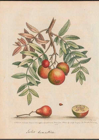 Reproducción/Reproduction 38651597256: Gleanings of natural history, exhibiting figures of quadrupeds, birds, insects, plants &c.... London :Printed for author at the Royal Collage of Physicians,1758-1764.. 