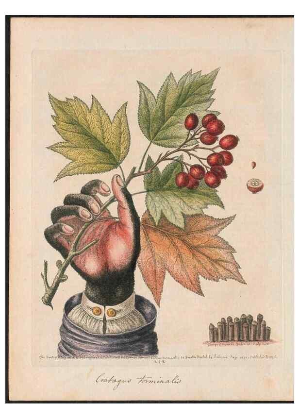 Reproducción/Reproduction 24834561438: Gleanings of natural history, exhibiting figures of quadrupeds, birds, insects, plants &c.... London :Printed for author at the Royal Collage of Physicians,1758-1764.. 