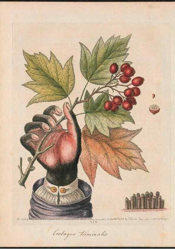 Reproducción/Reproduction 24834561438: Gleanings of natural history, exhibiting figures of quadrupeds, birds, insects, plants &c.... London :Printed for author at the Royal Collage of Physicians,1758-1764.. 