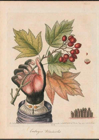 Reproducción/Reproduction 24834561438: Gleanings of natural history, exhibiting figures of quadrupeds, birds, insects, plants &c.... London :Printed for author at the Royal Collage of Physicians,1758-1764.. 