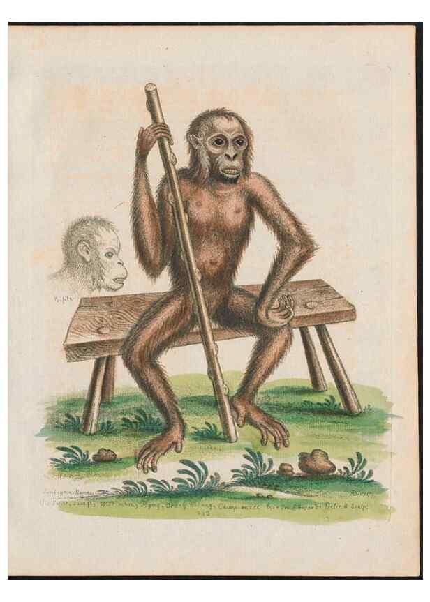 Reproducción/Reproduction 38651602716: Gleanings of natural history, exhibiting figures of quadrupeds, birds, insects, plants &c.... London :Printed for author at the Royal Collage of Physicians,1758-1764.. 