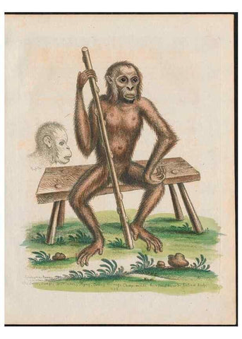 Reproducción/Reproduction 38651602716: Gleanings of natural history, exhibiting figures of quadrupeds, birds, insects, plants &c.... London :Printed for author at the Royal Collage of Physicians,1758-1764.. 