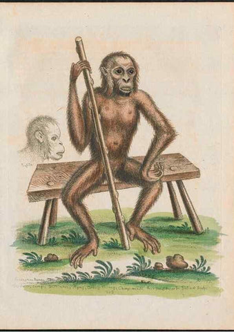 Reproducción/Reproduction 38651602716: Gleanings of natural history, exhibiting figures of quadrupeds, birds, insects, plants &c.... London :Printed for author at the Royal Collage of Physicians,1758-1764.. 