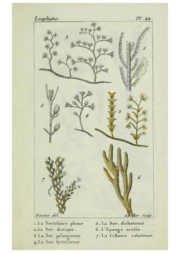 Reproducción/Reproduction 26928982479: Atlas des zoophytes :. Paris :Roret, libraire rue Hautefeuille, au coin de celle du battoir,[18--]. 