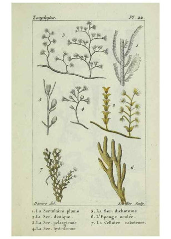 Reproducción/Reproduction 26928982479: Atlas des zoophytes :. Paris :Roret, libraire rue Hautefeuille, au coin de celle du battoir,[18--]. 