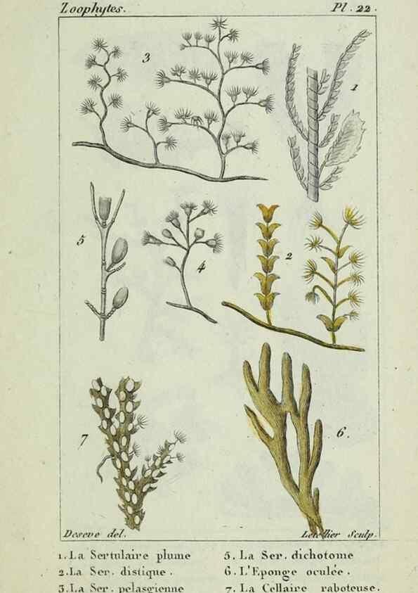 Reproducción/Reproduction 26928982479: Atlas des zoophytes :. Paris :Roret, libraire rue Hautefeuille, au coin de celle du battoir,[18--]. 