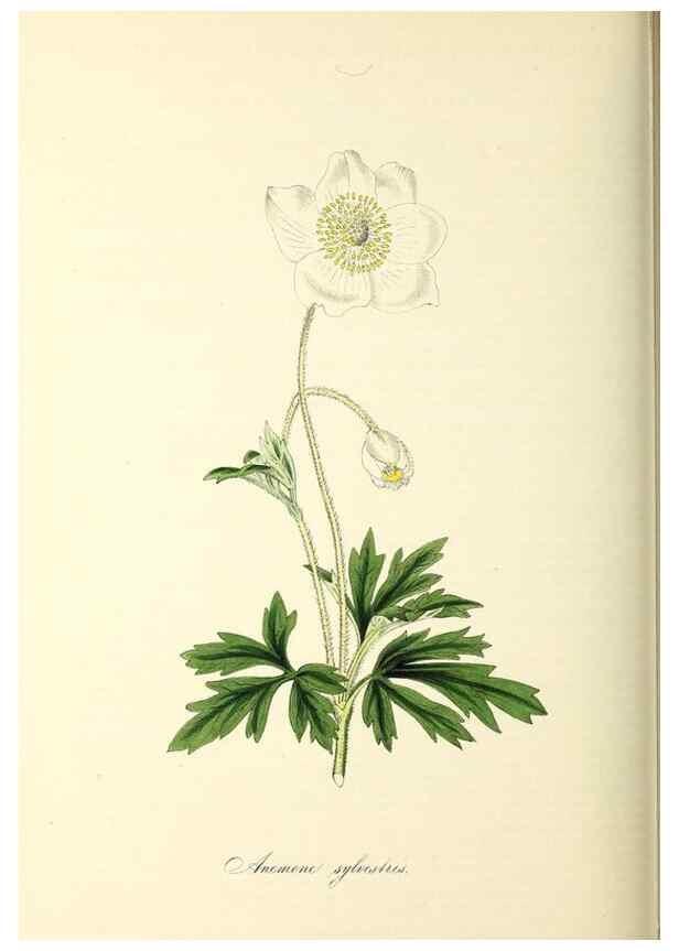 Reproducción/Reproduction 26195839009: Plantæ utiliores :. London :Whittaker & Co.,1842-1850.. 