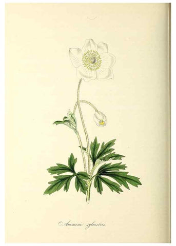 Reproducción/Reproduction 26195839009: Plantæ utiliores :. London :Whittaker & Co.,1842-1850.. 