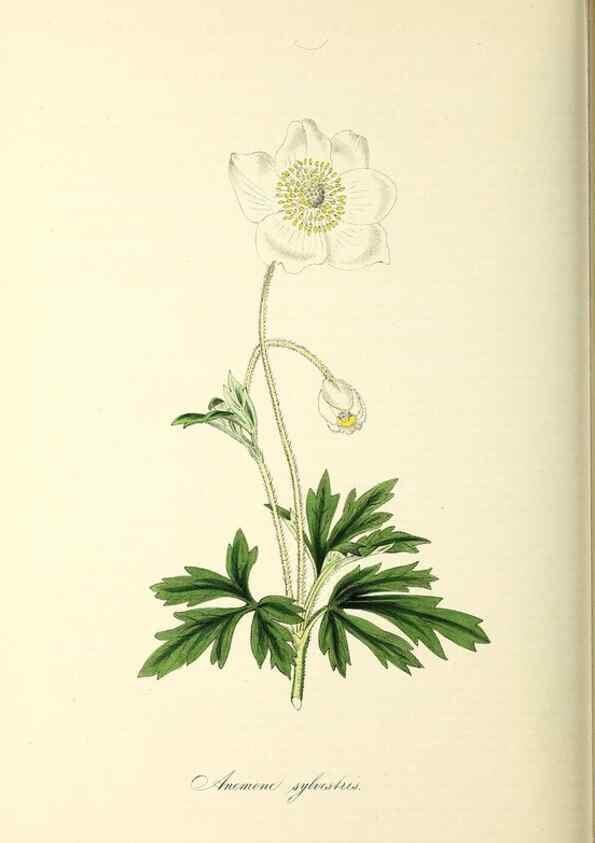 Reproducción/Reproduction 26195839009: Plantæ utiliores :. London :Whittaker & Co.,1842-1850.. 