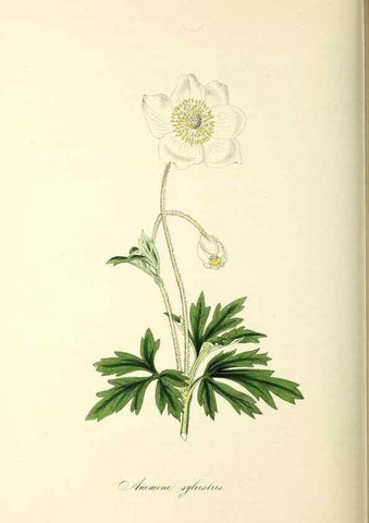 Reproducción/Reproduction 26195839009: Plantæ utiliores :. London :Whittaker & Co.,1842-1850.. 