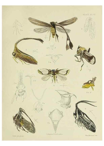 Reproducción/Reproduction 26520296059: A monograph of the Membracidæ,. London,L. Reeve & co., limited,1903.. 