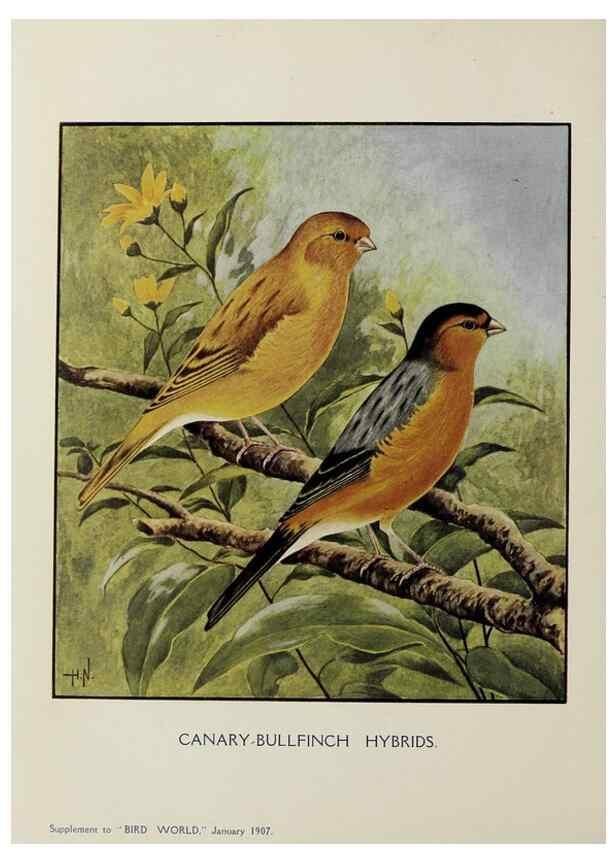 Reproducción/Reproduction 24401578618: Bird world magazine.. London.. 
