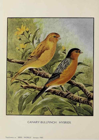 Reproducción/Reproduction 24401578618: Bird world magazine.. London.. 