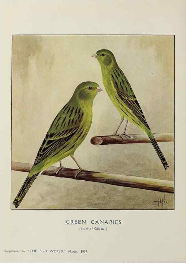 Reproducción/Reproduction 26496379839: Bird world magazine.. London.. 