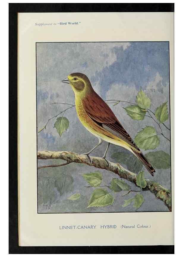 Reproducción/Reproduction 24402043948: Bird world magazine.. London.. 