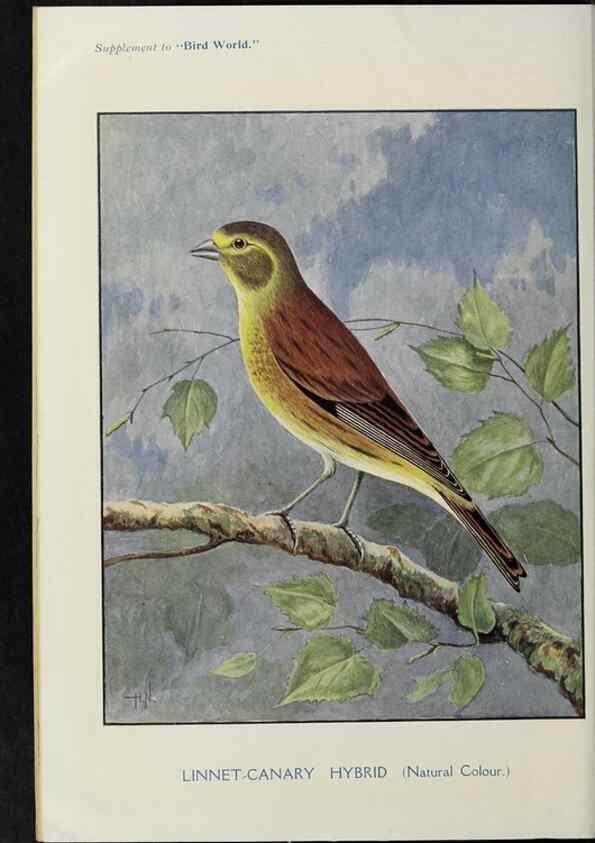 Reproducción/Reproduction 24402043948: Bird world magazine.. London.. 