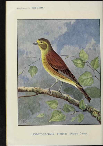 Reproducción/Reproduction 24402043948: Bird world magazine.. London.. 