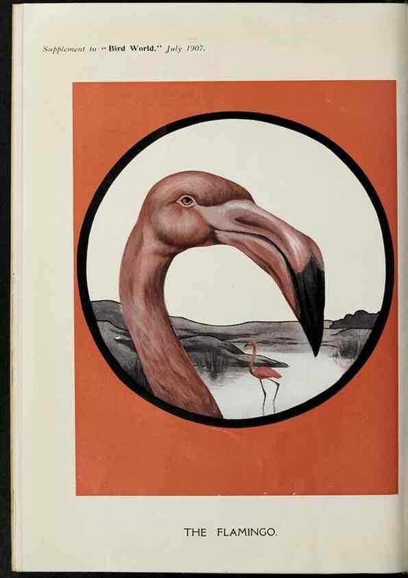 Reproducción/Reproduction 24402047578: Bird world magazine.. London.. 