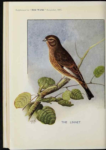 Reproducción/Reproduction 38241208042: Bird world magazine.. London.. 