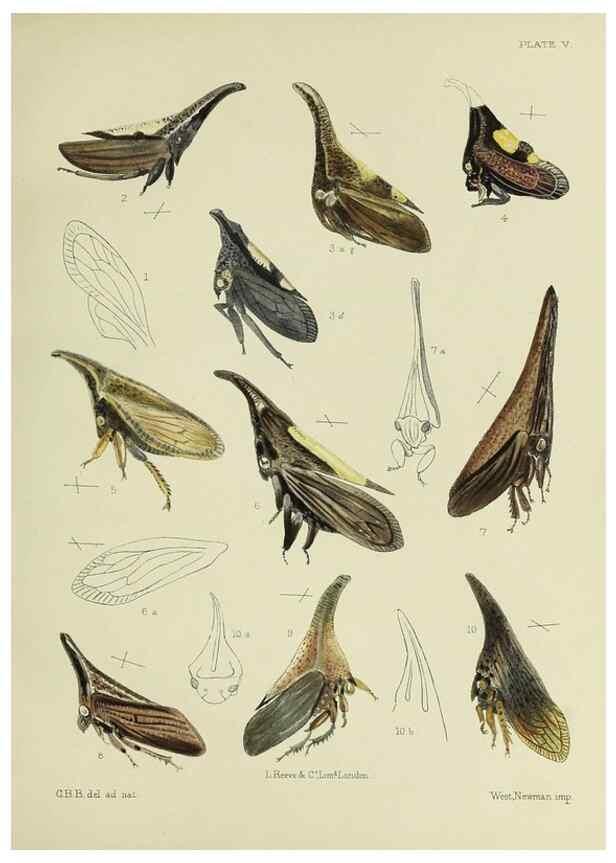 Reproducción/Reproduction 38295415071: A monograph of the Membracidæ,. London,L. Reeve & co., limited,1903.. 