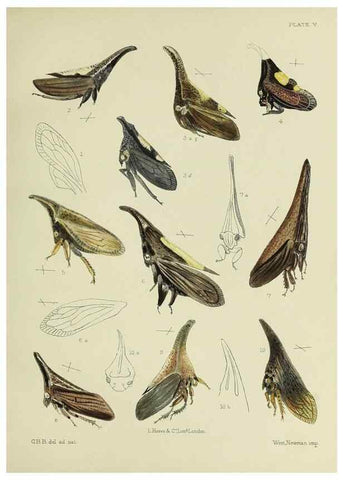 Reproducción/Reproduction 38295415071: A monograph of the Membracidæ,. London,L. Reeve & co., limited,1903.. 