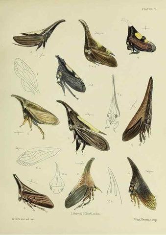 Reproducción/Reproduction 38295415071: A monograph of the Membracidæ,. London,L. Reeve & co., limited,1903.. 