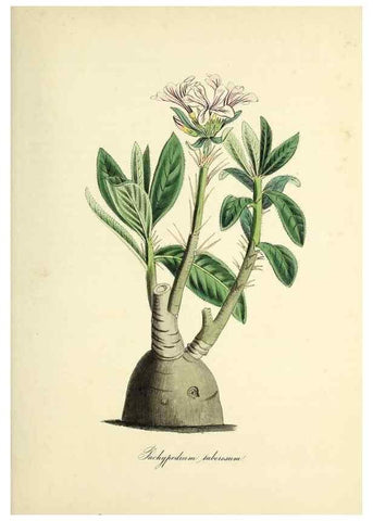 Reproducción/Reproduction 37971227981: Plantæ utiliores :. London :Whittaker & Co.,1842-1850.. 