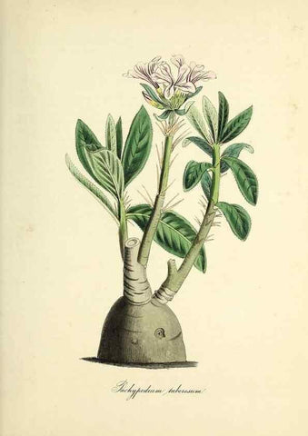 Reproducción/Reproduction 37971227981: Plantæ utiliores :. London :Whittaker & Co.,1842-1850.. 