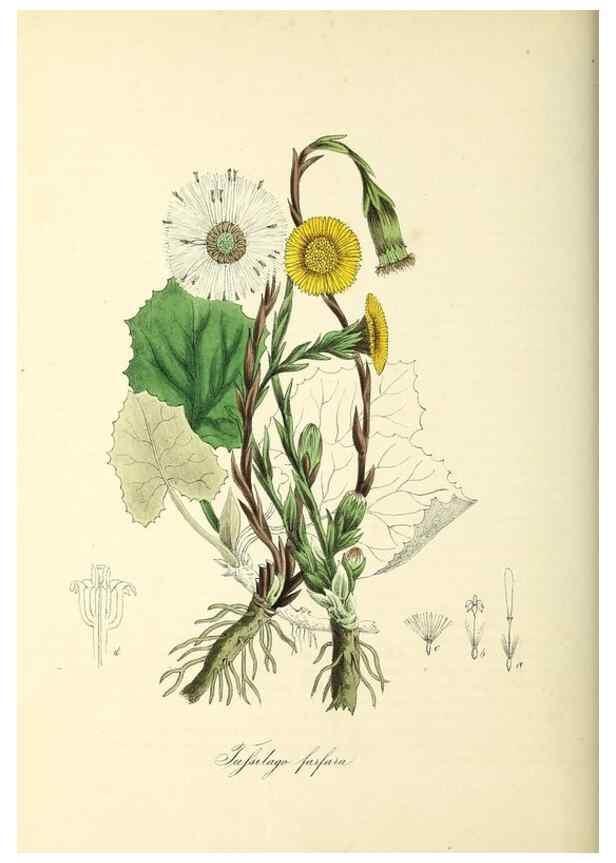 Reproducción/Reproduction 37971226181: Plantæ utiliores :. London :Whittaker & Co.,1842-1850.. 