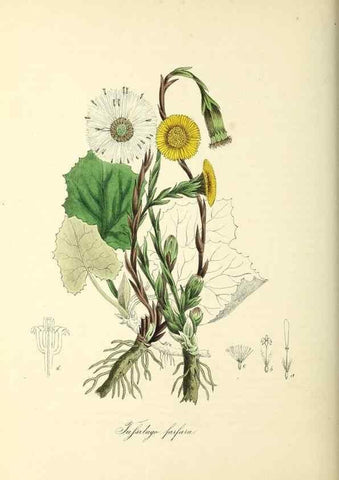 Reproducción/Reproduction 37971226181: Plantæ utiliores :. London :Whittaker & Co.,1842-1850.. 