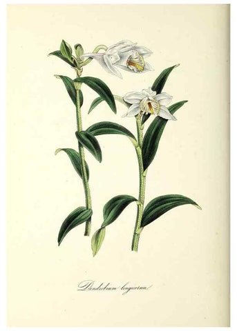Reproducción/Reproduction 37971224321: Plantæ utiliores :. London :Whittaker & Co.,1842-1850.. 