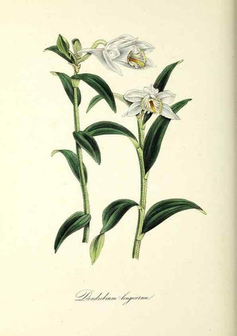 Reproducción/Reproduction 37971224321: Plantæ utiliores :. London :Whittaker & Co.,1842-1850.. 