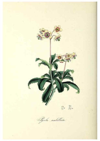 Reproducción/Reproduction 37261542094: Plantæ utiliores :. London :Whittaker & Co.,1842-1850.. 
